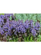 Indás ínfű, bordó / AJUGA reptans