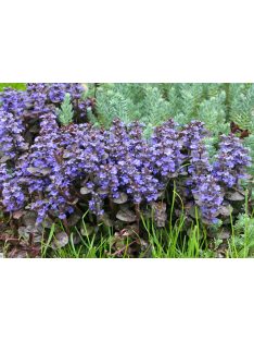 Indás ínfű, bordó / AJUGA reptans