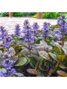 Indás ínfű, bordó / AJUGA reptans