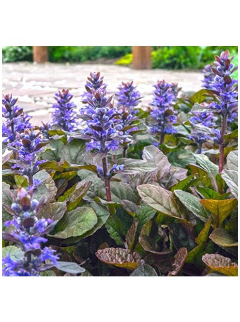 Indás ínfű, bordó / AJUGA reptans