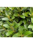 Nemes babér / LAURUS nobilis