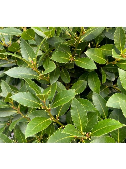 Nemes babér / LAURUS nobilis