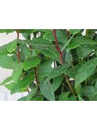 Nemes babér / LAURUS nobilis