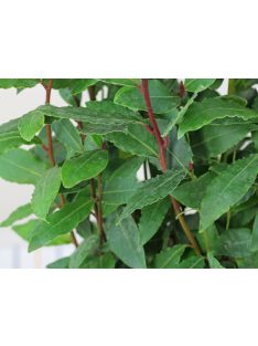 Nemes babér / LAURUS nobilis