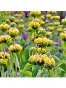 Kis-ázsiai macskahere / PHLOMIS russeliana