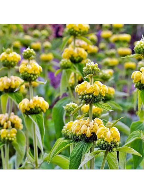 Kis-ázsiai macskahere / PHLOMIS russeliana