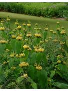 Kis-ázsiai macskahere / PHLOMIS russeliana