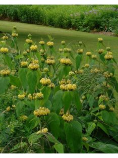Kis-ázsiai macskahere / PHLOMIS russeliana