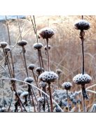 Kis-ázsiai macskahere / PHLOMIS russeliana