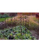 Kis-ázsiai macskahere / PHLOMIS russeliana