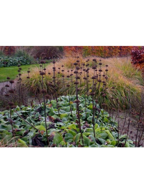 Kis-ázsiai macskahere / PHLOMIS russeliana