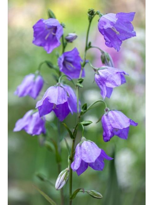 Baracklevelű harangvirág / Campanula persicifolia