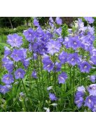 Baracklevelű harangvirág / Campanula persicifolia