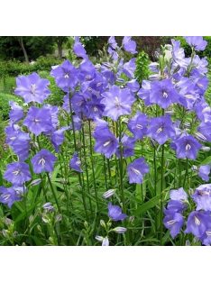 Baracklevelű harangvirág / Campanula persicifolia