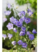Baracklevelű harangvirág / Campanula persicifolia