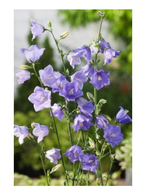 Baracklevelű harangvirág / Campanula persicifolia