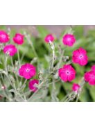Bársonyos kakukkszegfű, rózsaszín / Lychnis coronaria