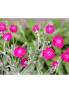 Bársonyos kakukkszegfű, rózsaszín / Lychnis coronaria