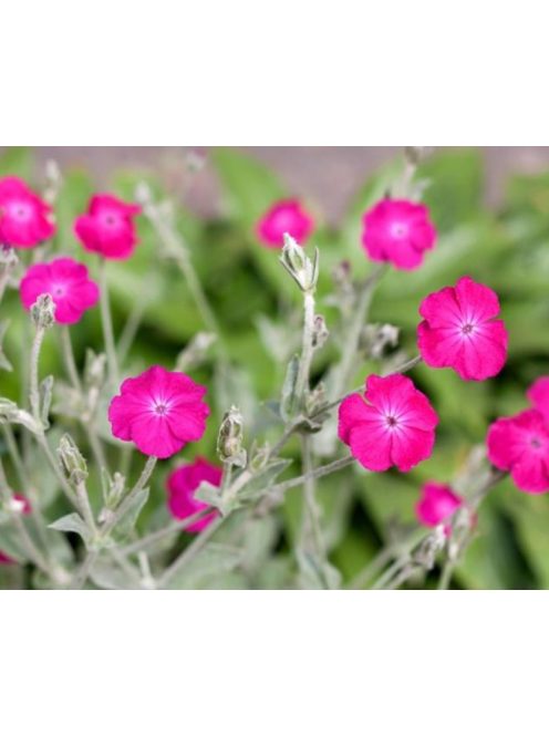 Bársonyos kakukkszegfű, rózsaszín / Lychnis coronaria