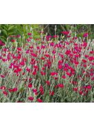 Bársonyos kakukkszegfű, rózsaszín / Lychnis coronaria