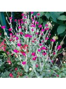 Bársonyos kakukkszegfű, rózsaszín / Lychnis coronaria