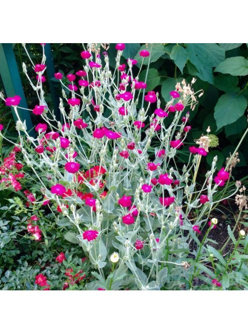 Bársonyos kakukkszegfű, rózsaszín / Lychnis coronaria