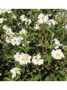 Babérlevelű szuhar / Cistus laurifolius