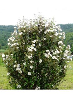 Babérlevelű szuhar / Cistus laurifolius