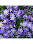 Őszirózsa, kék, alacsony / Aster dumosus