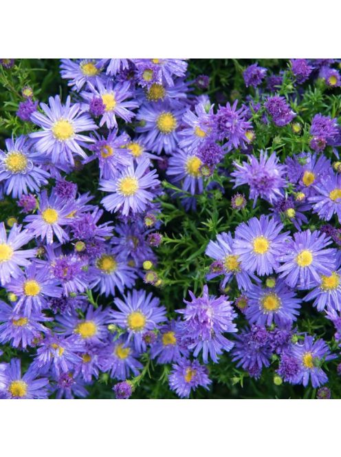 Őszirózsa, kék, alacsony / Aster dumosus