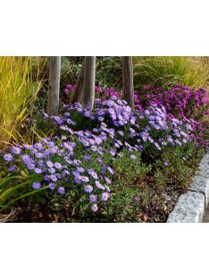 Őszirózsa, kék, alacsony / Aster dumosus