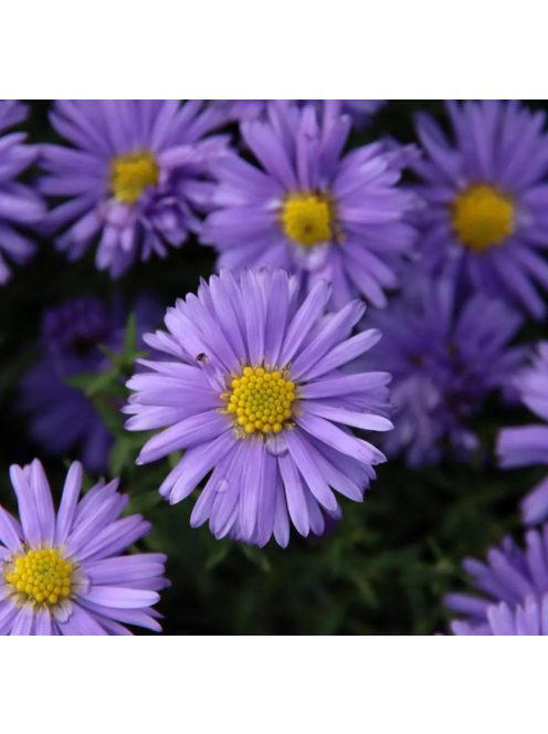 Őszirózsa, kék, alacsony / Aster dumosus
