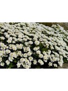 Örökzöld tatárvirág / Iberis sempervirens