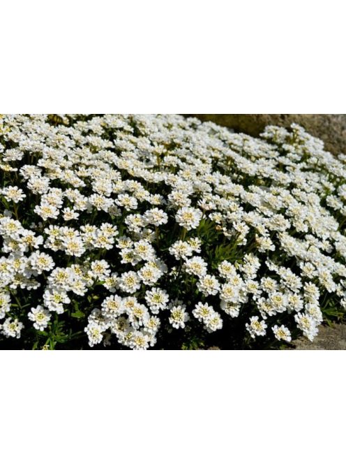 Örökzöld tatárvirág / Iberis sempervirens