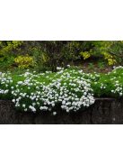 Örökzöld tatárvirág / Iberis sempervirens