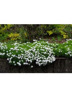 Örökzöld tatárvirág / Iberis sempervirens