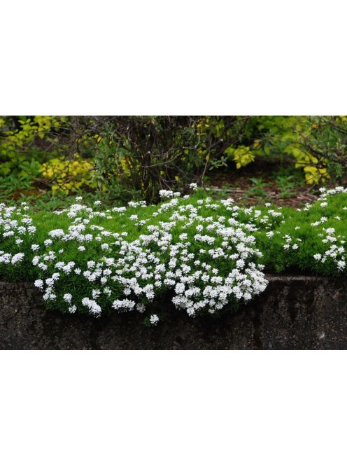Örökzöld tatárvirág / Iberis sempervirens