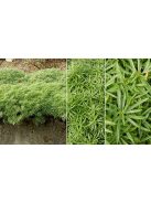 Örökzöld tatárvirág / Iberis sempervirens