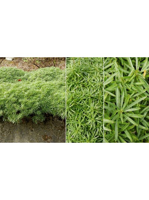 Örökzöld tatárvirág / Iberis sempervirens