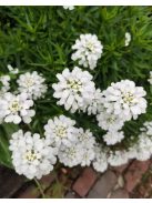 Örökzöld tatárvirág / Iberis sempervirens