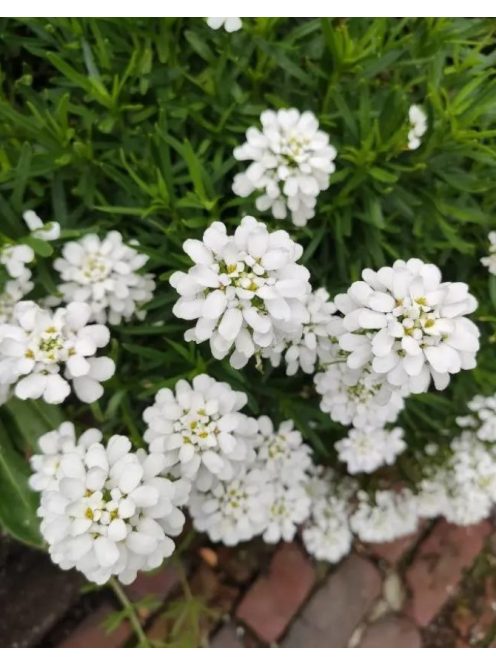 Örökzöld tatárvirág / Iberis sempervirens