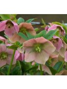 Keleti hunyor / Helleborus orientalis