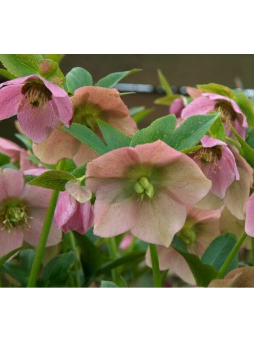 Keleti hunyor / Helleborus orientalis