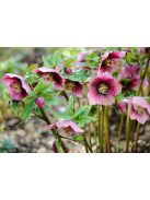 Keleti hunyor / Helleborus orientalis