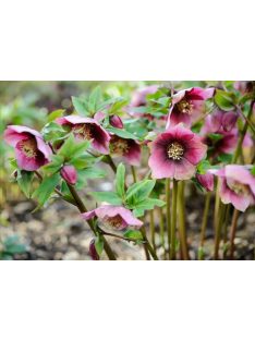 Keleti hunyor / Helleborus orientalis