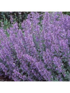Kerti macskamenta / Nepeta faassenii ‘Walker’s Low’