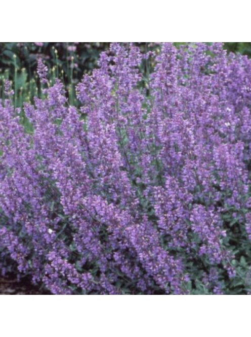 Kerti macskamenta / Nepeta faassenii ‘Walker’s Low’