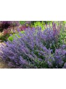 Kerti macskamenta / Nepeta faassenii ‘Walker’s Low’