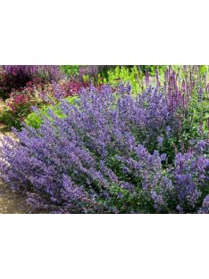 Kerti macskamenta / Nepeta faassenii ‘Walker’s Low’