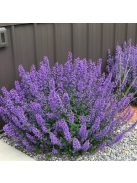 Kerti macskamenta / Nepeta faassenii ‘Walker’s Low’